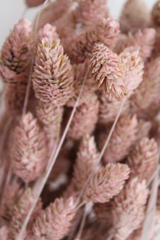 Flores preservadas rosa detalhe